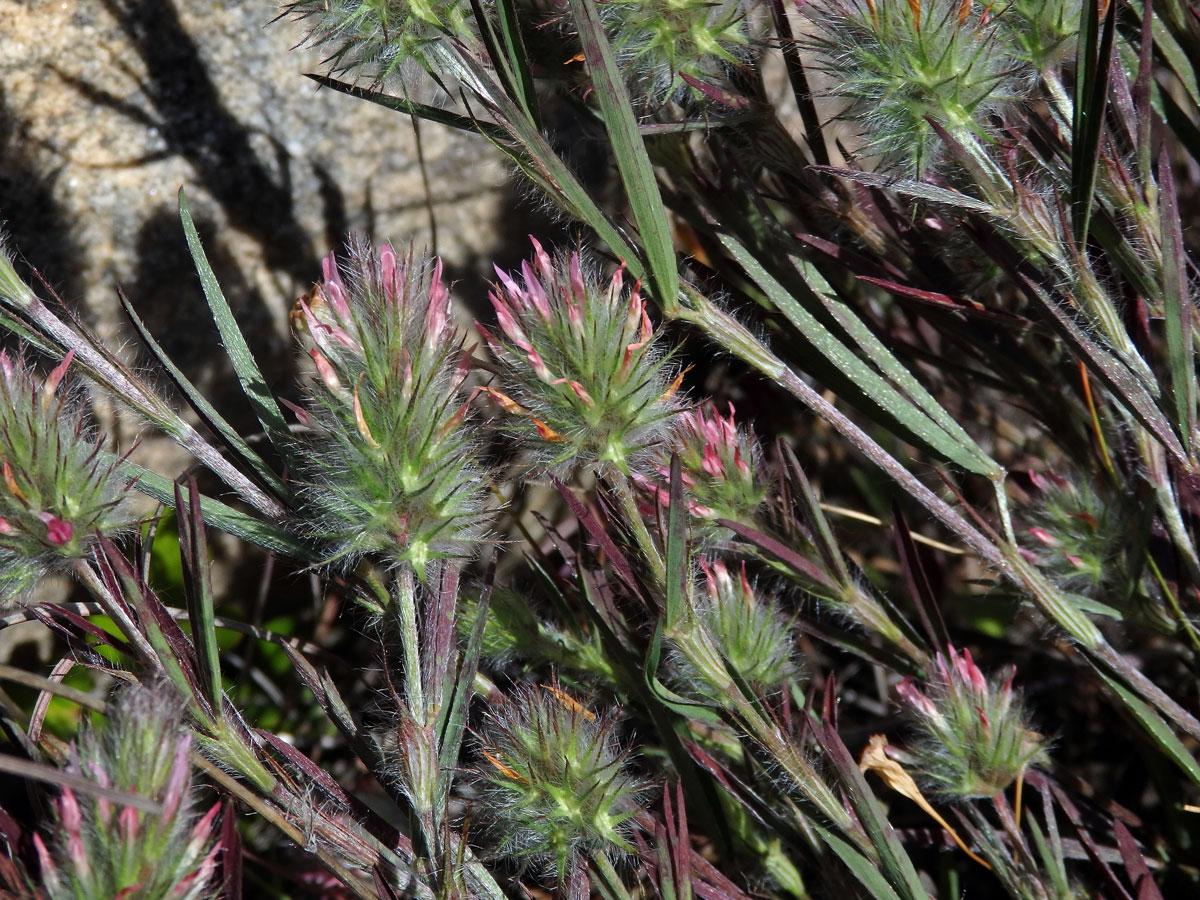 Jetel úzkolistý (Trifolium angustifolium ssp. angustifolium L.)