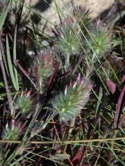 Jetel úzkolistý (Trifolium angustifolium ssp. angustifolium L.)