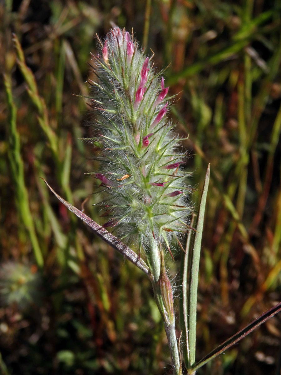 Jetel úzkolistý (Trifolium angustifolium ssp. angustifolium L.)