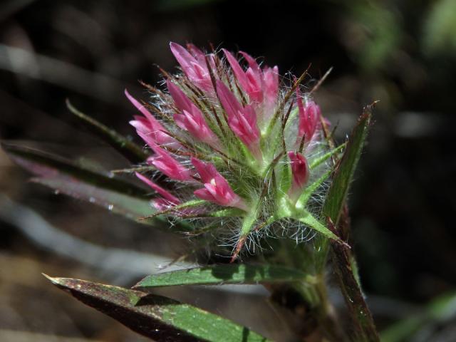 Jetel úzkolistý (Trifolium angustifolium ssp. angustifolium L.)