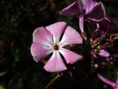 Plamenka latnatá (Phlox paniculata L.) s šestičetným květem (1)