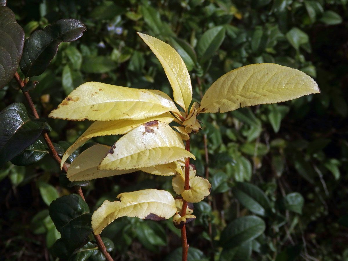 Kdoulovec ozdobný (Chaenomeles speciosa (Sweet) Nakai) - větvička s listy bez chlorofylu (1b)