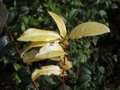 Kdoulovec ozdobný (Chaenomeles speciosa (Sweet) Nakai) - větvička s listy bez chlorofylu (1b)