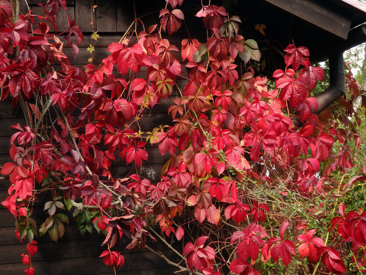 Loubinec popínavý (Parthenocissus inserta (Kerner) Fritsch)