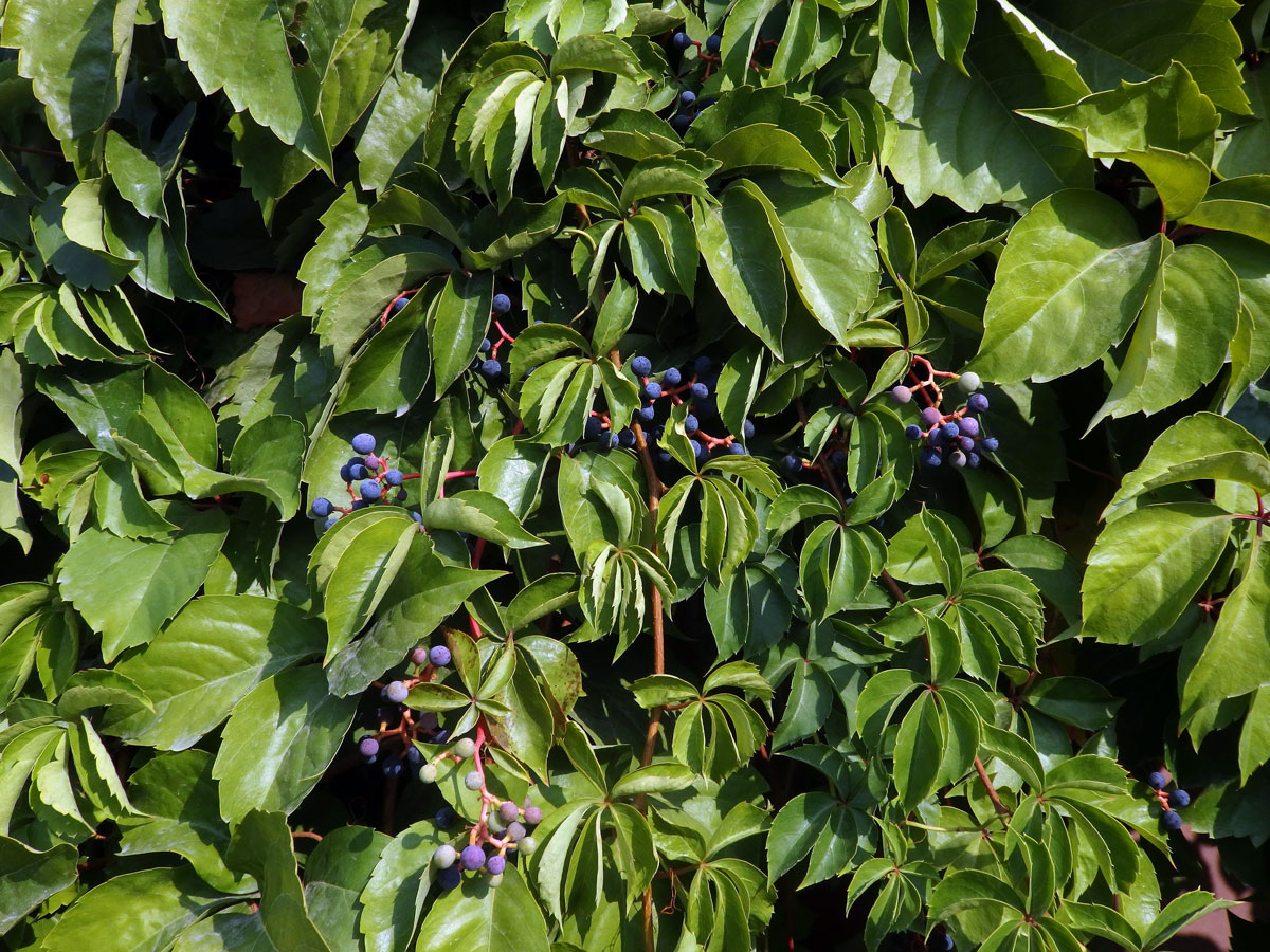 Loubinec popínavý (Parthenocissus inserta (Kerner) Fritsch)