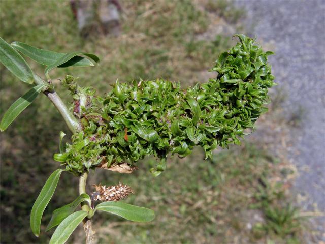 Hálky vlnovníka (Eriophyes (Stenacis) triradiatus); vrba Matsudova