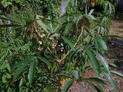 Maniok jedlý (Manihot esculenta Crantz)