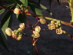 Maniok jedlý (Manihot esculenta Crantz)