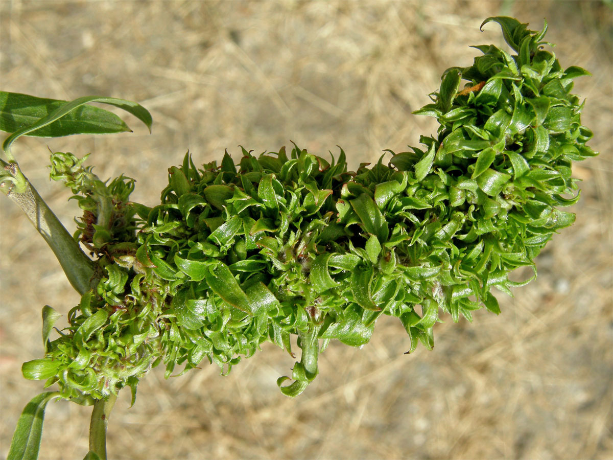 Hálky vlnovníka (Eriophyes (Stenacis) triradiatus); vrba Matsudova