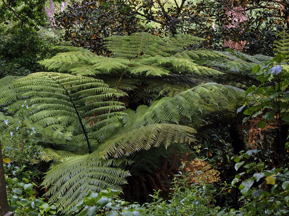 Cyathea dealbata L.