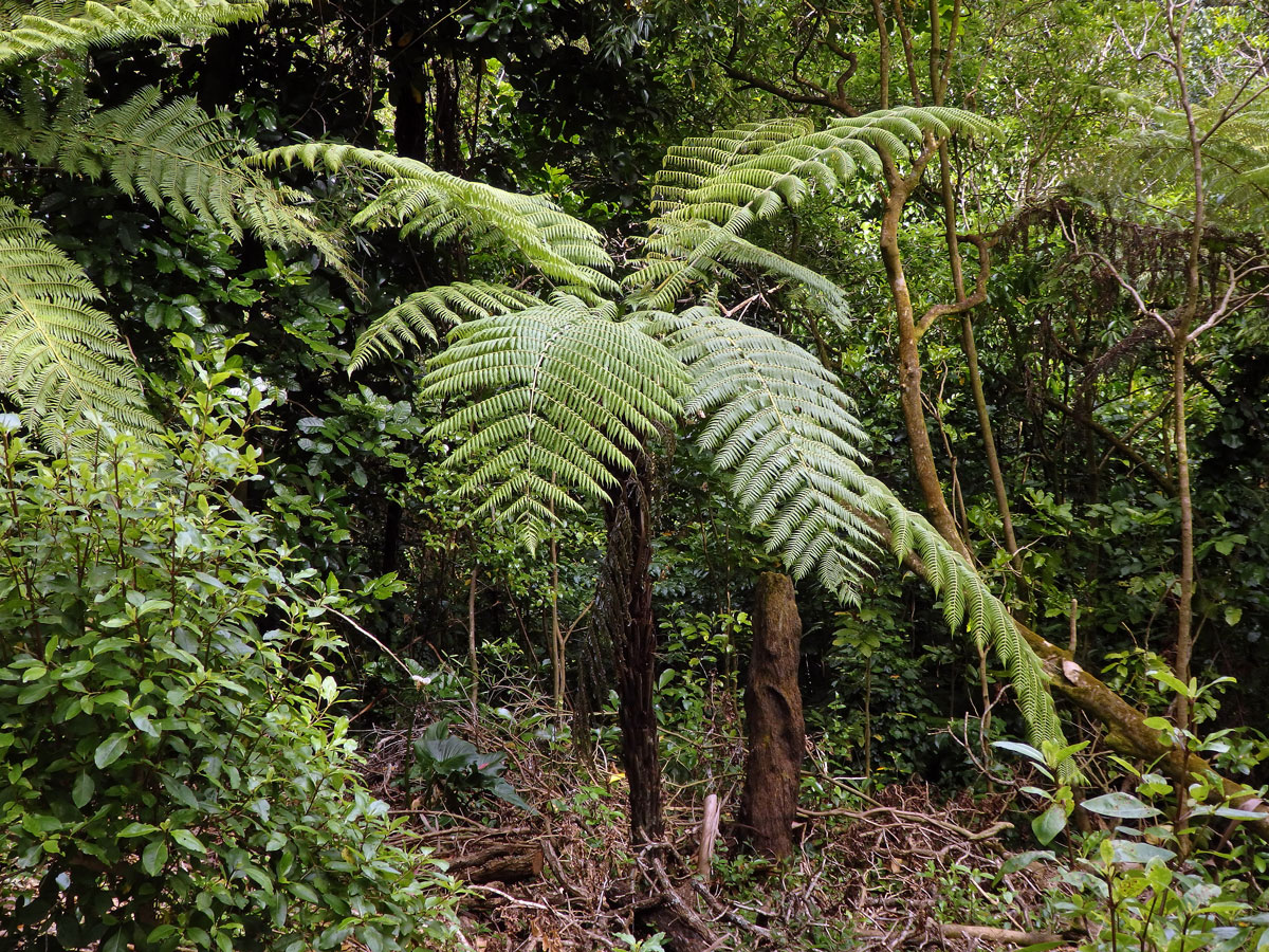 Cyathea dealbata L.