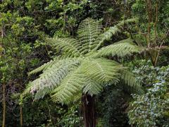 Cyathea dealbata L.