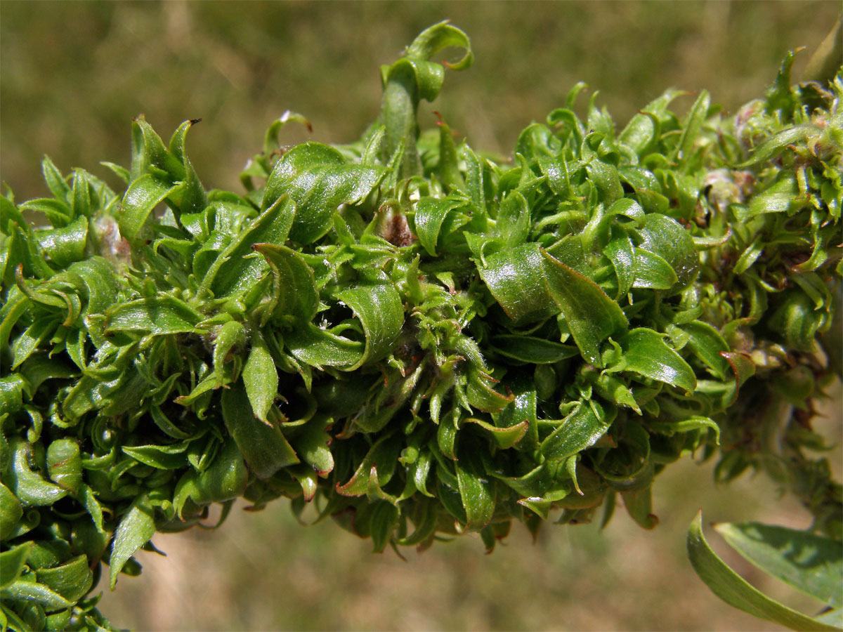 Hálky vlnovníka (Eriophyes (Stenacis) triradiatus); vrba Matsudova