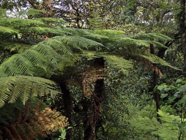 Cyathea dealbata L.