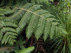 Cyathea dealbata L.