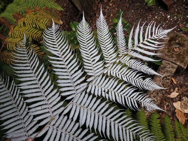 Cyathea dealbata L.