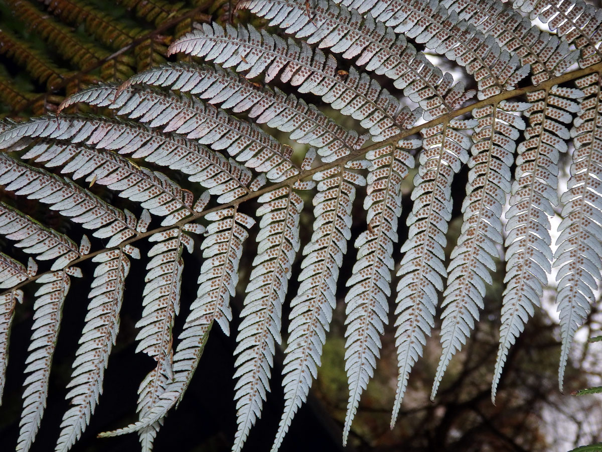 Cyathea dealbata L.