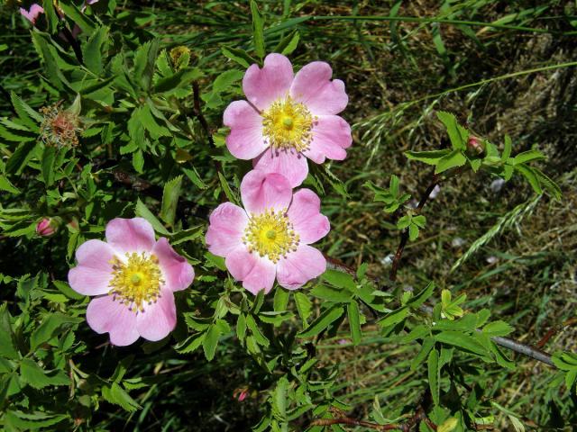 Růže šípková (Rosa canina L.)