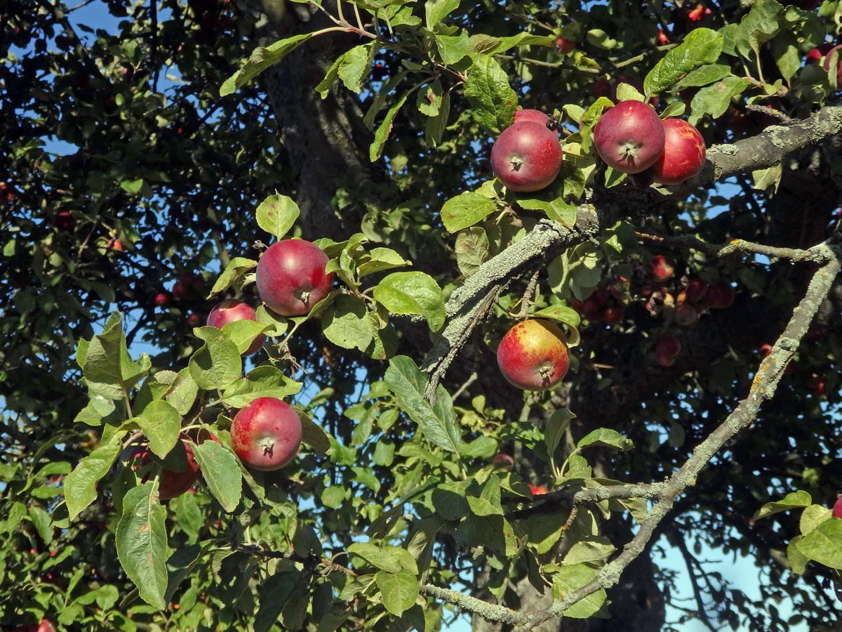 Jabloň domácí (Malvus domestica Borkh.)