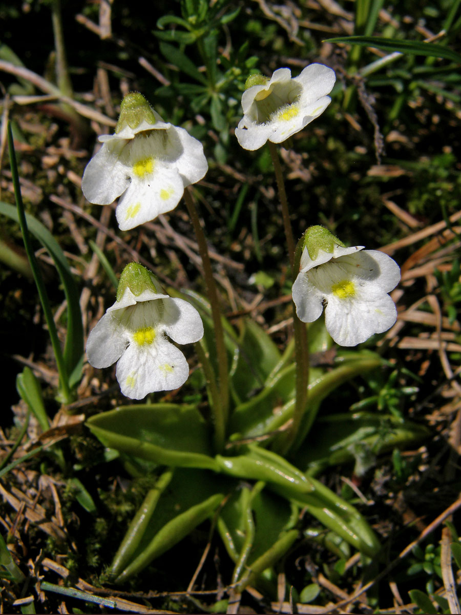 Tučnice alpská (Pinguicula alpina L.)