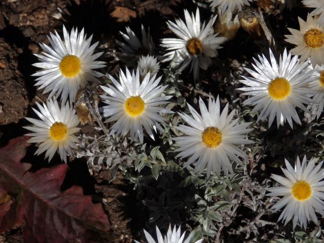 Smil (Helichrysum retortum (L.) Willd.)