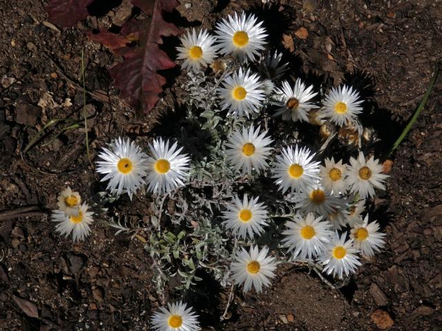 Smil (Helichrysum retortum (L.) Willd.)