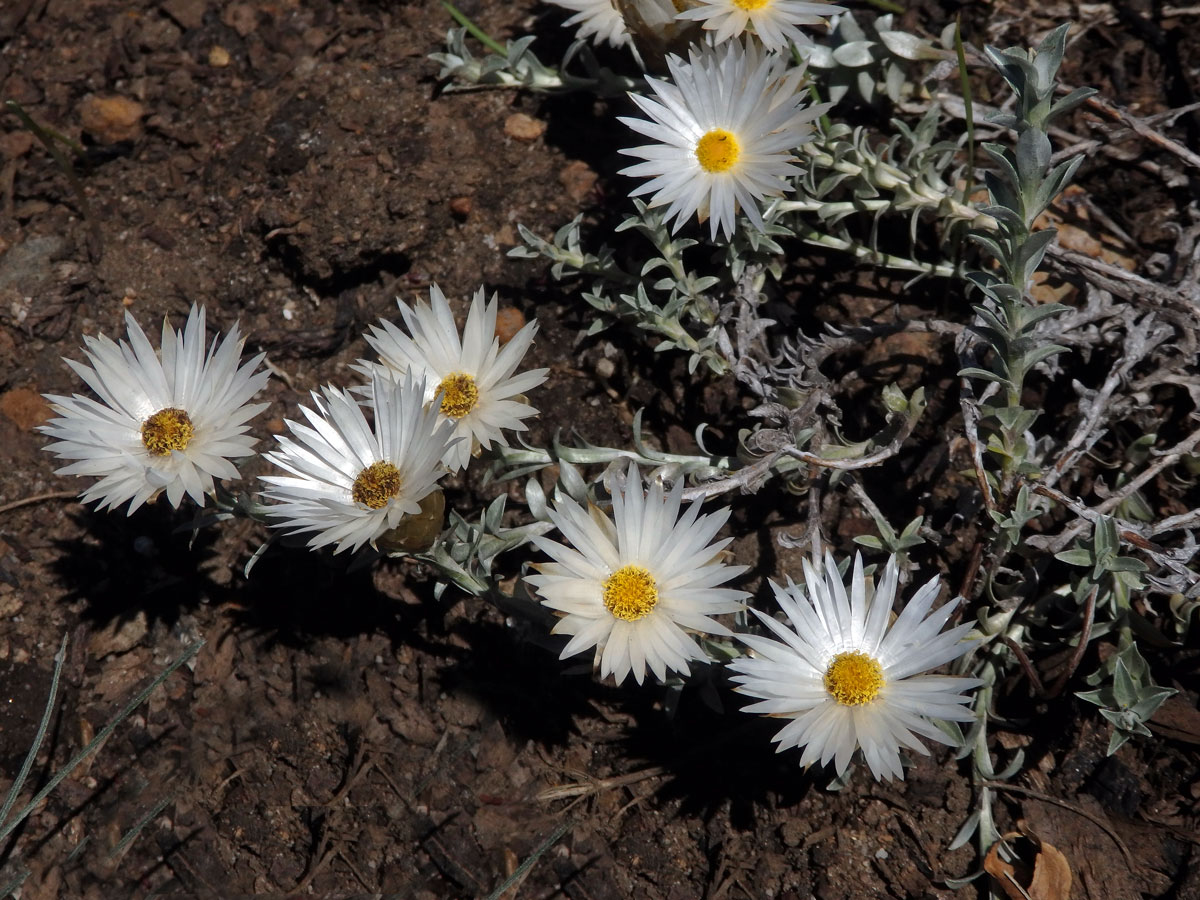 Smil (Helichrysum retortum (L.) Willd.)