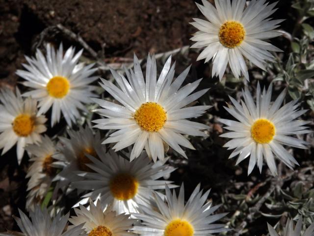 Smil (Helichrysum retortum (L.) Willd.)