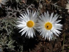 Smil (Helichrysum retortum (L.) Willd.)