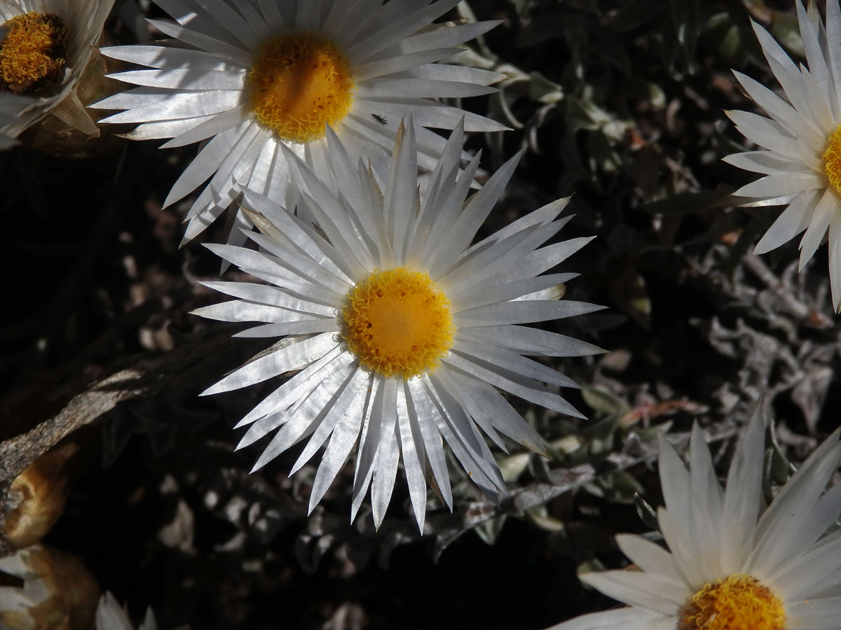 Smil (Helichrysum retortum (L.) Willd.)