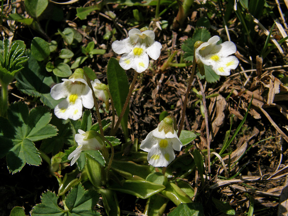 Tučnice alpská (Pinguicula alpina L.)