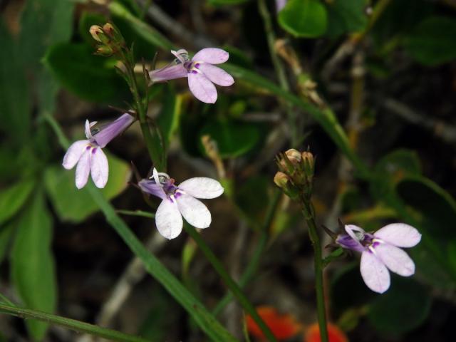 Lobelka (Lobelia flaccida (C. Presl) A. DC.)