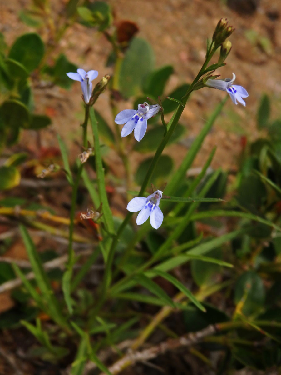 Lobelka (Lobelia flaccida (C. Presl) A. DC.)