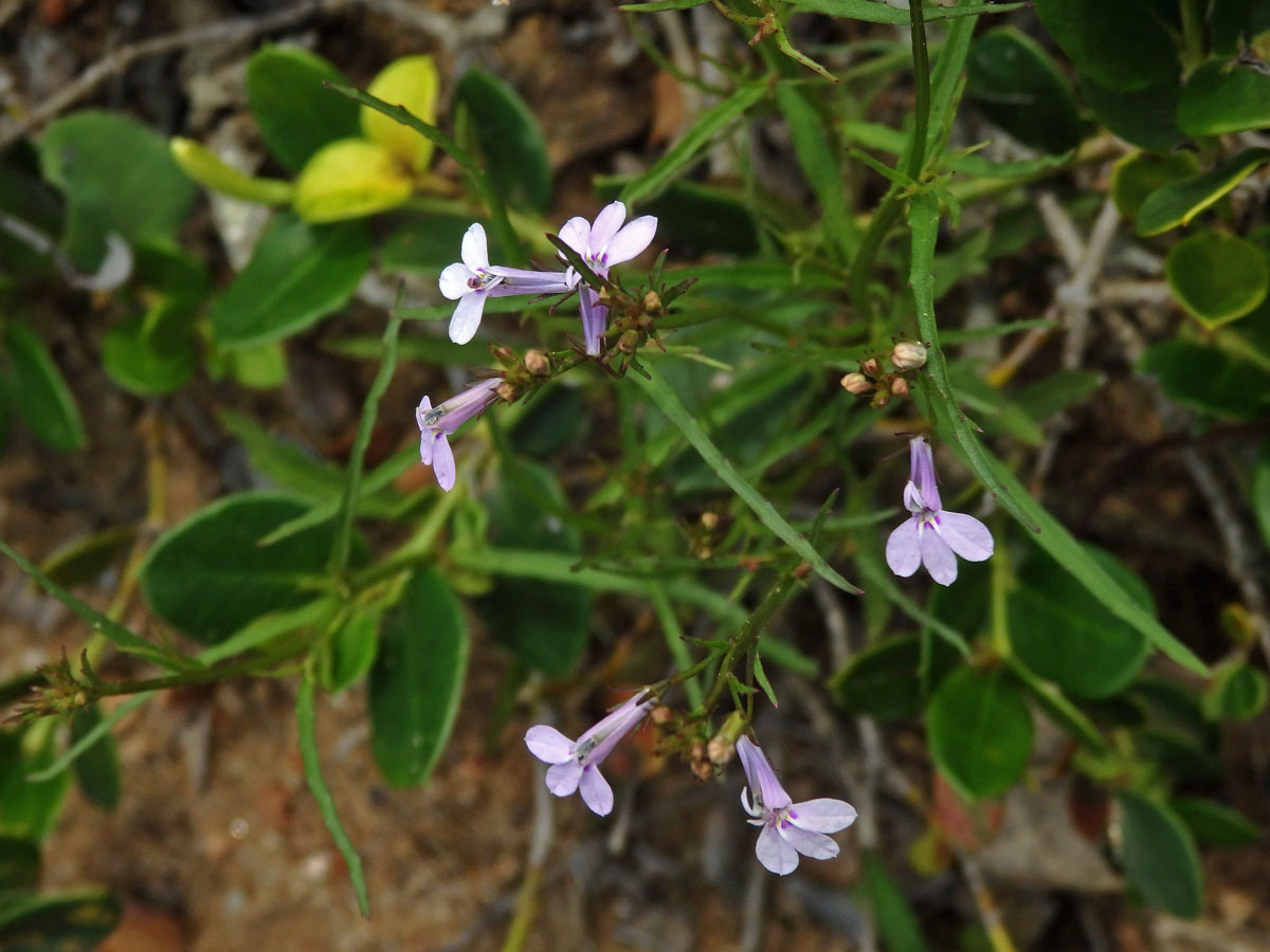 Lobelka (Lobelia flaccida (C. Presl) A. DC.)