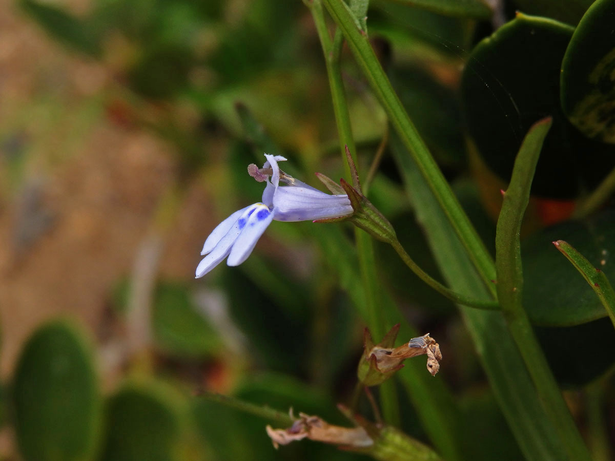 Lobelka (Lobelia flaccida (C. Presl) A. DC.)