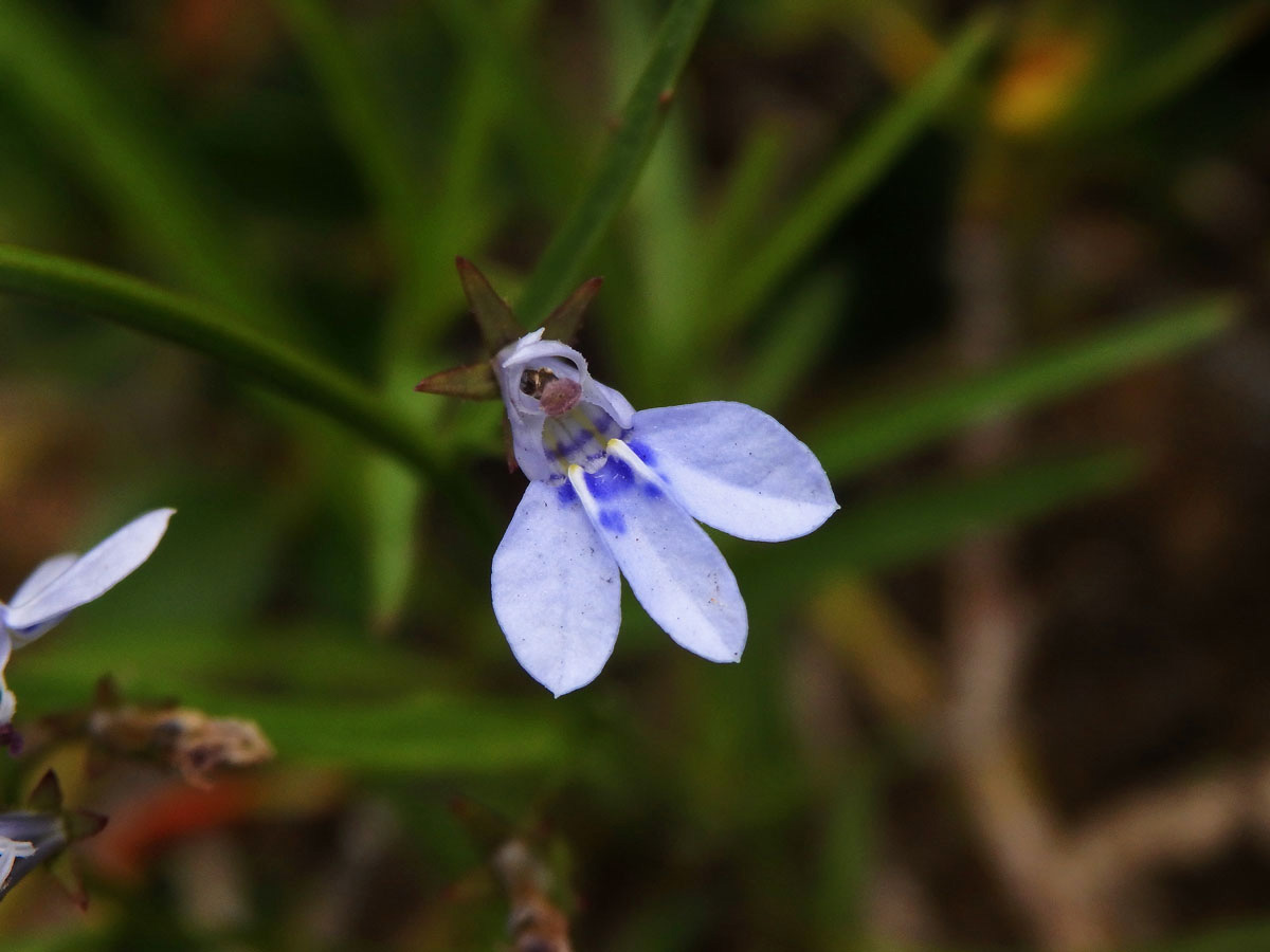 Lobelka (Lobelia flaccida (C. Presl) A. DC.)