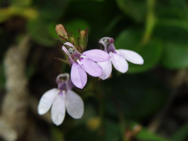 Lobelka (Lobelia flaccida (C. Presl) A. DC.)