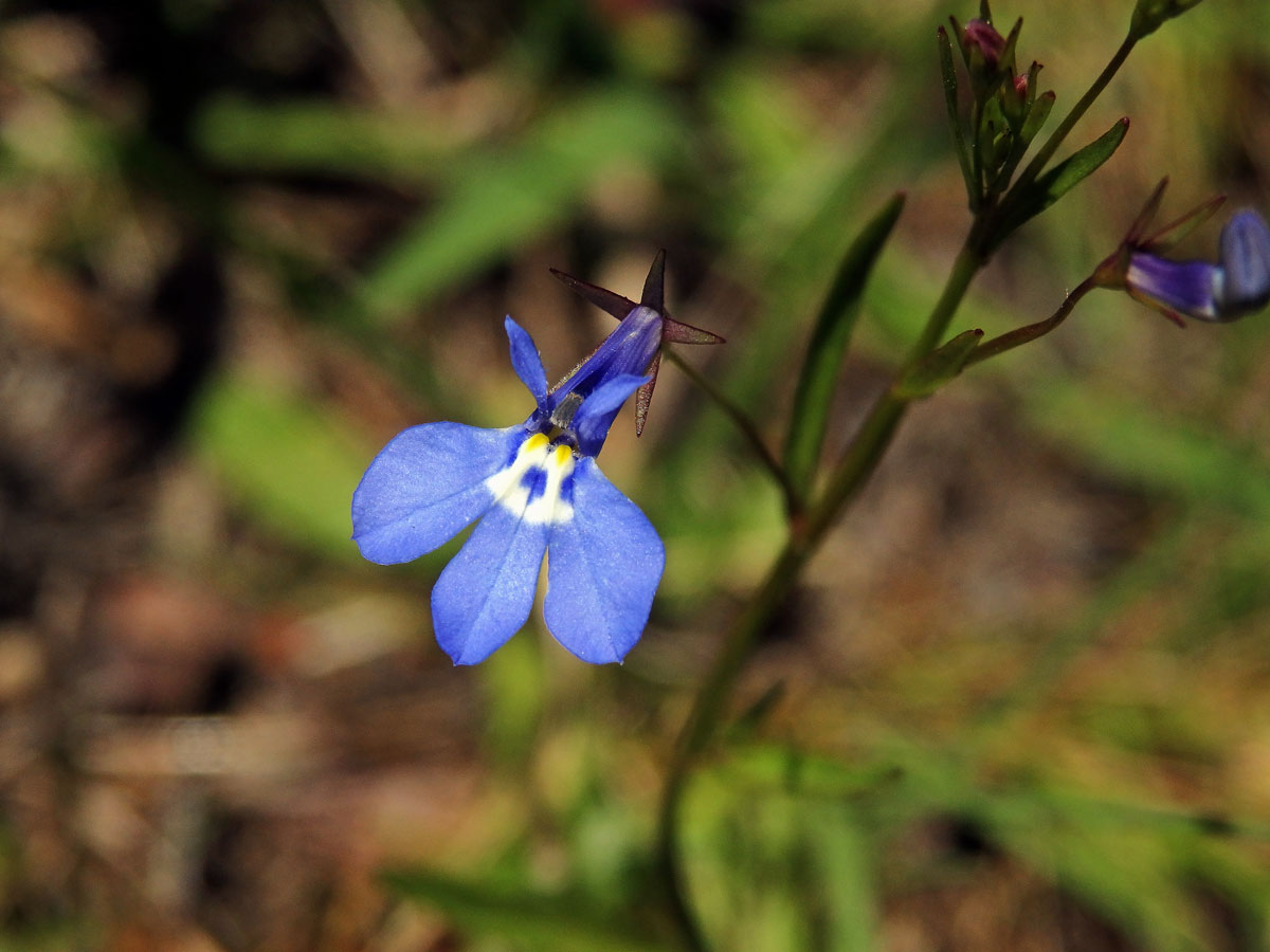 Lobelka (Lobelia flaccida (C. Presl) A. DC.)