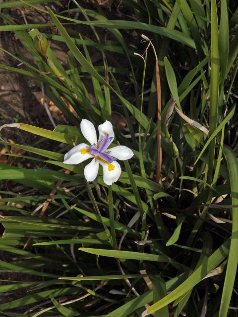 Dietes grandiflora N. E. Br.