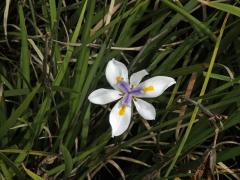 Dietes grandiflora N. E. Br.