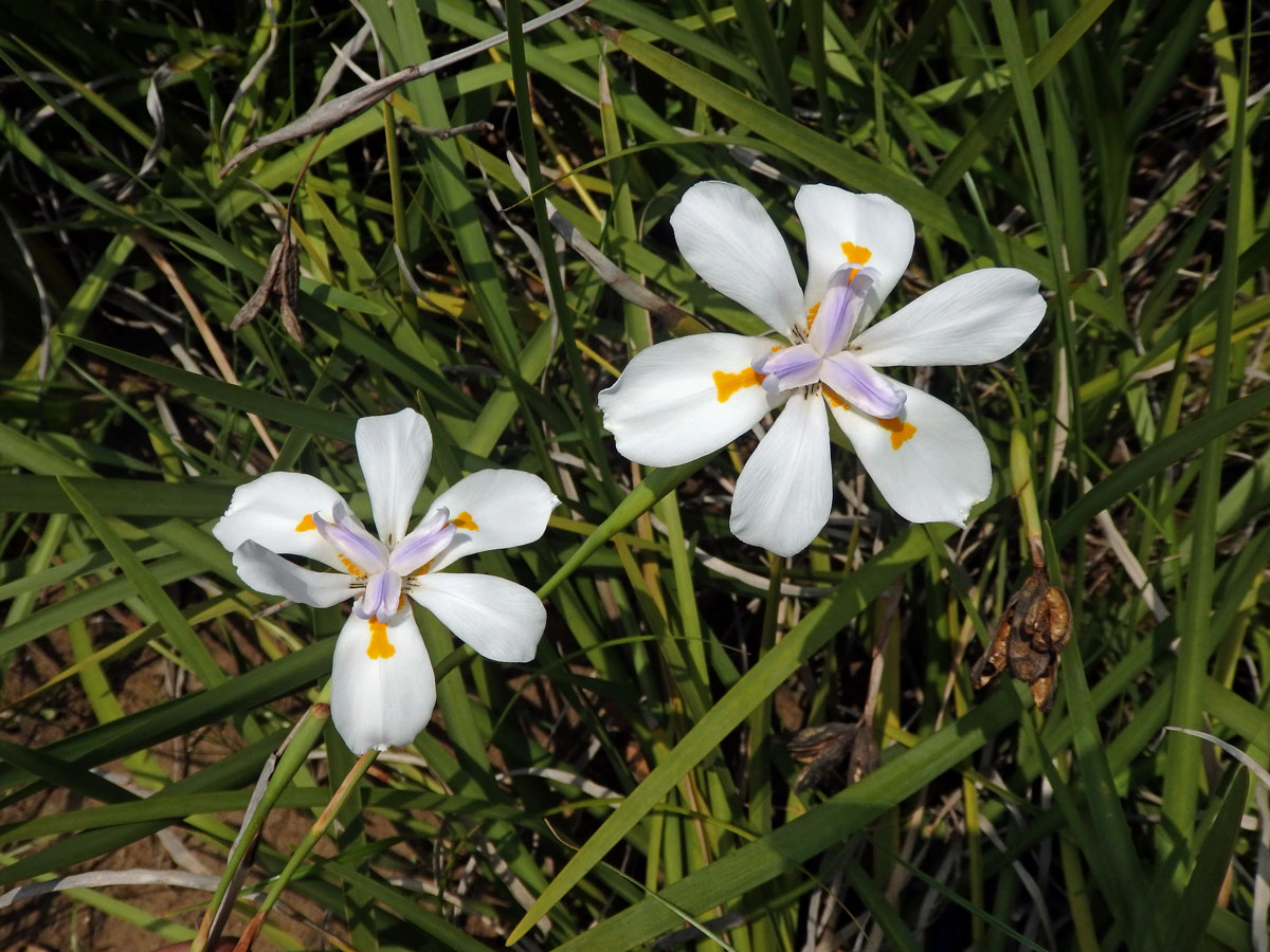 Dietes grandiflora N. E. Br.