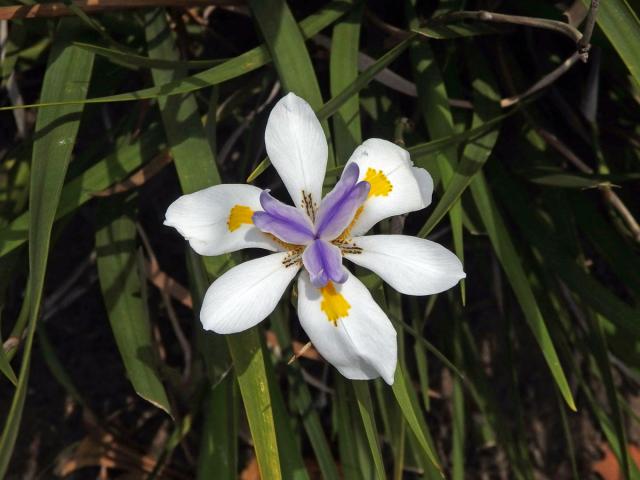 Dietes grandiflora N. E. Br.