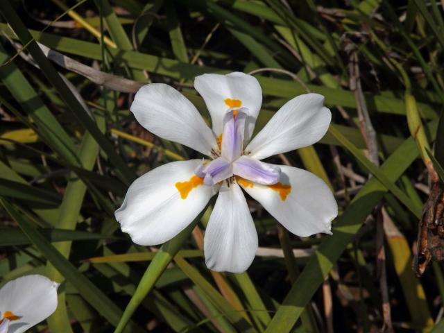 Dietes grandiflora N. E. Br.