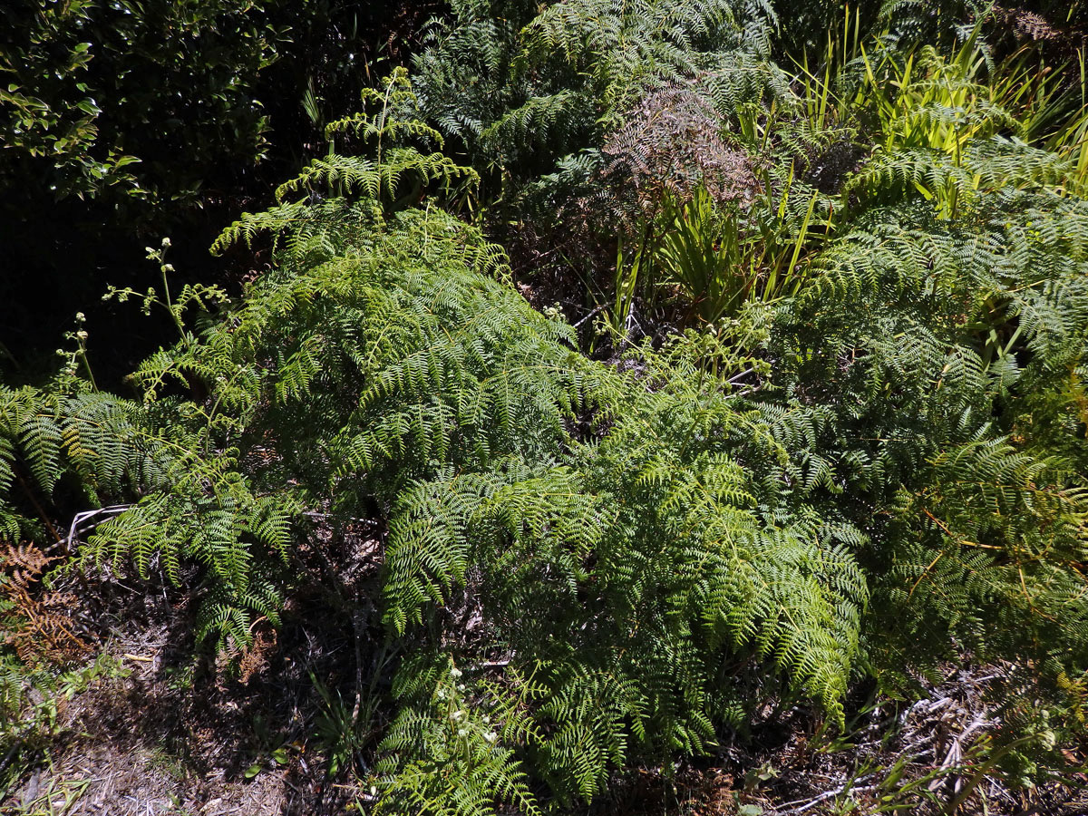 Hasivka orličí (Pteridium aquilinum (L.) Kuhn)