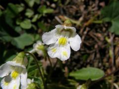 Tučnice alpská (Pinguicula alpina L.)