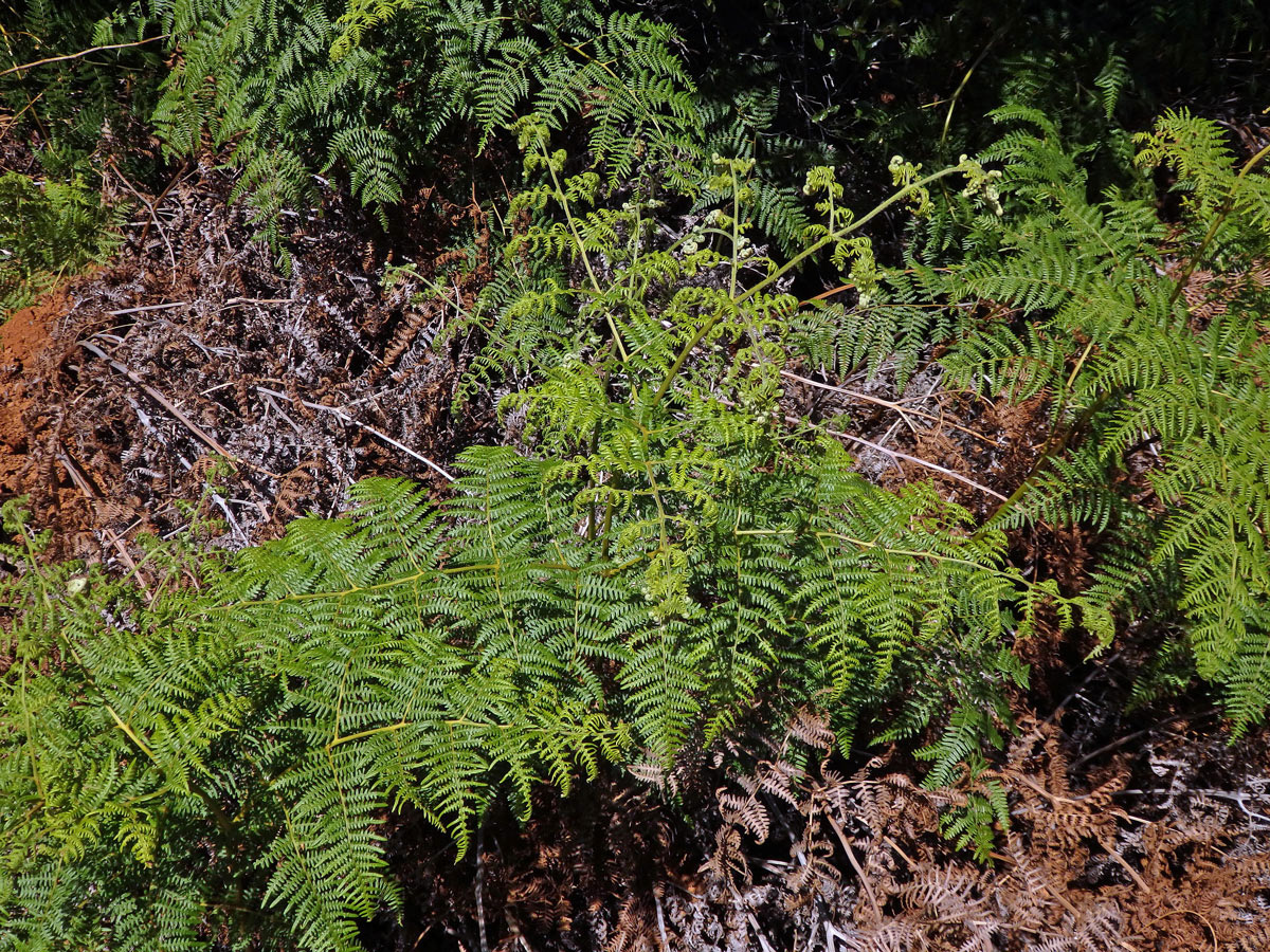 Hasivka orličí (Pteridium aquilinum (L.) Kuhn)