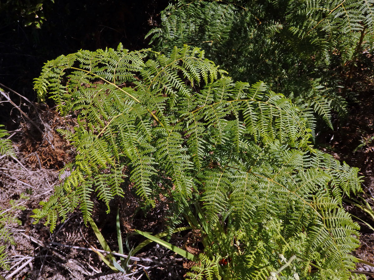 Hasivka orličí (Pteridium aquilinum (L.) Kuhn)