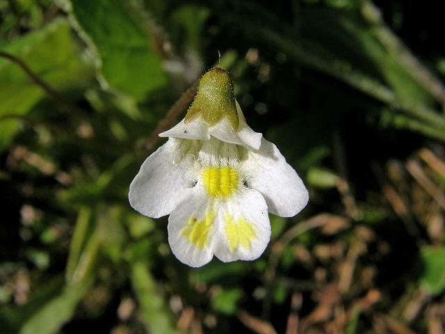 Tučnice alpská (Pinguicula alpina L.)