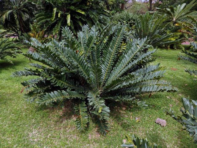 Píchoš (Encephalartos ferox G. Bertol.)