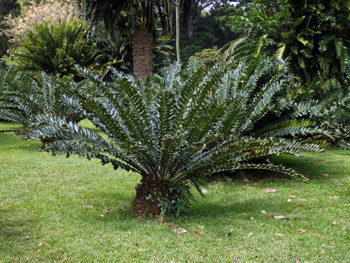 Píchoš (Encephalartos ferox G. Bertol.)